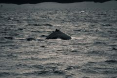 2022-04-27-16-04.-_DSC6349-2